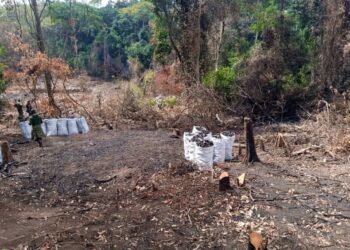 Deforestation and charcoal burning currently taking place in Bugoma forest to give way for sugar cane growing