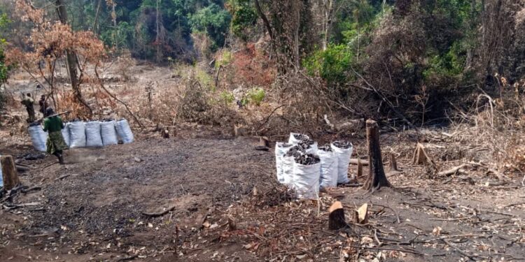 Deforestation and charcoal burning currently taking place in Bugoma forest to give way for sugar cane growing