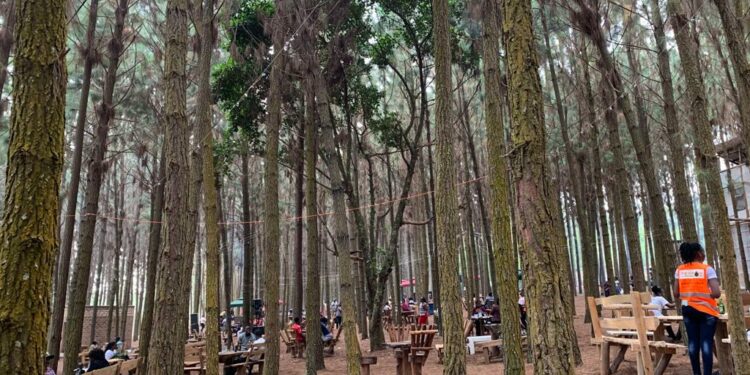 The Forest Bar at Nyungu ya Maawe