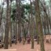 The Forest Bar at Nyungu ya Maawe