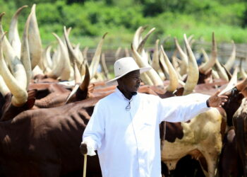 Uganda's President Yoweri Museveni gestures near his herd of cattle at his farm in Kisozi, Gomba district, in the Central Region of Uganda