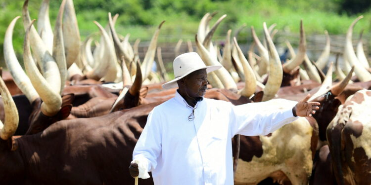 Uganda's President Yoweri Museveni gestures near his herd of cattle at his farm in Kisozi, Gomba district, in the Central Region of Uganda
