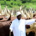 Uganda's President Yoweri Museveni gestures near his herd of cattle at his farm in Kisozi, Gomba district, in the Central Region of Uganda