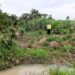 Wetland encroachment