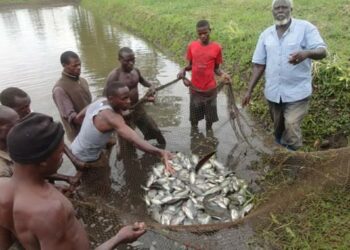 Fishing in Bukakata