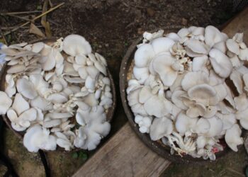 Mushrooms- Courtesy photo.