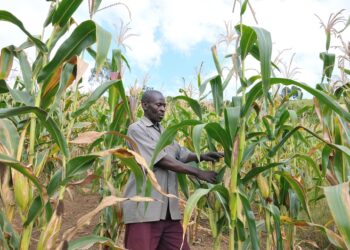 David Muhoozi checks his maize in the garden.  Muhoozi is a member and Chairman of the Environment Committee of  Kiyinda Farmers Cooperative Ltd. The Group has   124 members and is based in  Kiyinda Trading centre, Kaliro sub county in Lyantonde district. The group got Sh54 million from UNDP and bought two milling machines 25 cows, 50 pigs in addition to building  5 water tanks for some of its members. Using the same funds the cooperative bought seeds, pesticides and is currently running a community radio.
Muhoozi is a farmer in Kisetura village. He got seeds and  tree seedlingnd a water tank with funds from UNDP. He grows maize, beans, bananas and rears pigs.
Photo by Matthias Mugisha