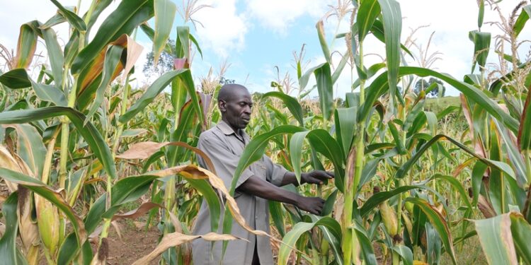 David Muhoozi checks his maize in the garden.  Muhoozi is a member and Chairman of the Environment Committee of  Kiyinda Farmers Cooperative Ltd. The Group has   124 members and is based in  Kiyinda Trading centre, Kaliro sub county in Lyantonde district. The group got Sh54 million from UNDP and bought two milling machines 25 cows, 50 pigs in addition to building  5 water tanks for some of its members. Using the same funds the cooperative bought seeds, pesticides and is currently running a community radio.
Muhoozi is a farmer in Kisetura village. He got seeds and  tree seedlingnd a water tank with funds from UNDP. He grows maize, beans, bananas and rears pigs.
Photo by Matthias Mugisha