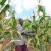 David Muhoozi checks his maize in the garden.  Muhoozi is a member and Chairman of the Environment Committee of  Kiyinda Farmers Cooperative Ltd. The Group has   124 members and is based in  Kiyinda Trading centre, Kaliro sub county in Lyantonde district. The group got Sh54 million from UNDP and bought two milling machines 25 cows, 50 pigs in addition to building  5 water tanks for some of its members. Using the same funds the cooperative bought seeds, pesticides and is currently running a community radio.
Muhoozi is a farmer in Kisetura village. He got seeds and  tree seedlingnd a water tank with funds from UNDP. He grows maize, beans, bananas and rears pigs.
Photo by Matthias Mugisha