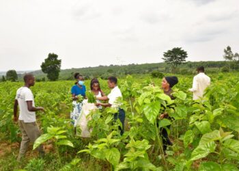 Some of the young people working with TRIDI harvesting mulberry to feed the silkworms at Namasumbi in Mukono