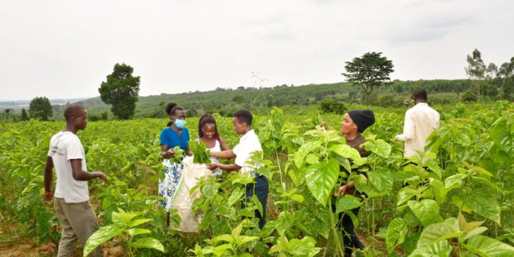 Some of the young people working with TRIDI harvesting mulberry to feed the silkworms at Namasumbi in Mukono
