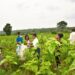 Some of the young people working with TRIDI harvesting mulberry to feed the silkworms at Namasumbi in Mukono