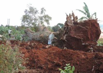 UNRA destroys Nabukalu, a spiritual tree, belonging to Lugave clan