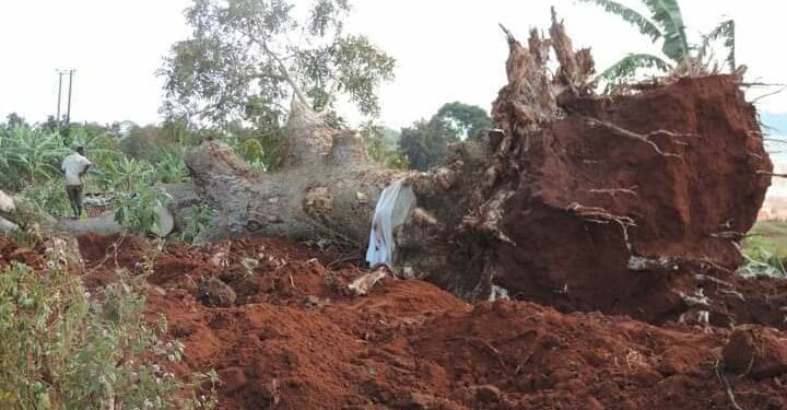 UNRA destroys Nabukalu, a spiritual tree, belonging to Lugave clan