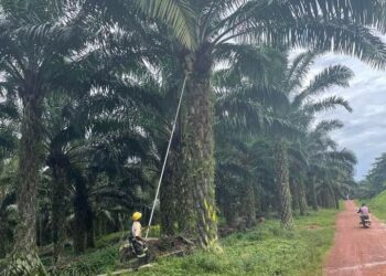 A worker harvesting fresh fruit bunches in Kalangala