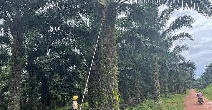 A worker harvesting fresh fruit bunches in Kalangala