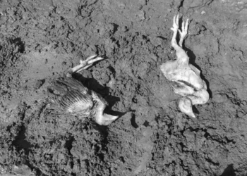 Some of the livestock killed by the floods