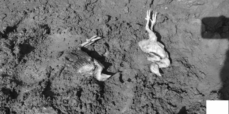 Some of the livestock killed by the floods