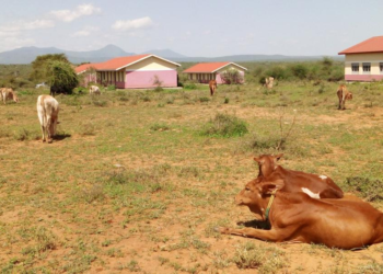 Animals grazing from school compound