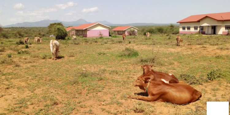 Animals grazing from school compound