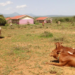 Animals grazing from school compound