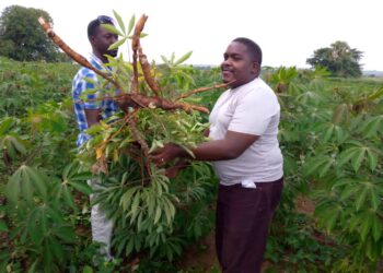 Wamani Sam (Purely white T-shirt) displays an uprooted cassava plant with his colleague at NaCRRI farm
