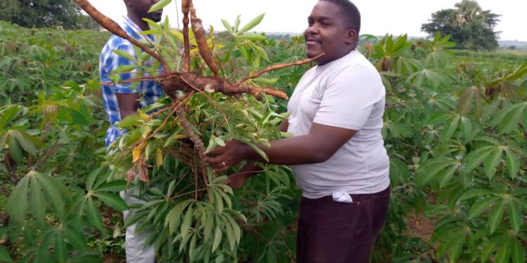 Wamani Sam (Purely white T-shirt) displays an uprooted cassava plant with his colleague at NaCRRI farm