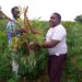 Wamani Sam (Purely white T-shirt) displays an uprooted cassava plant with his colleague at NaCRRI farm