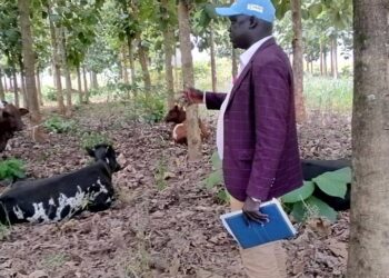 DRDC Gulu district, Mr. Cosmas James Okidi inspect the animals delivered to the youths.