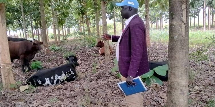 DRDC Gulu district, Mr. Cosmas James Okidi inspect the animals delivered to the youths.