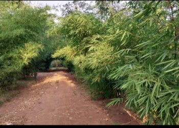 The bamboo walkways which are good for air filtering