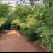 The bamboo walkways which are good for air filtering