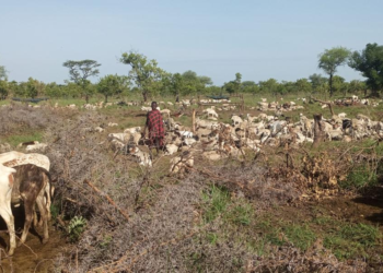 Karimojong grazing in Akerait village,Katakwi district