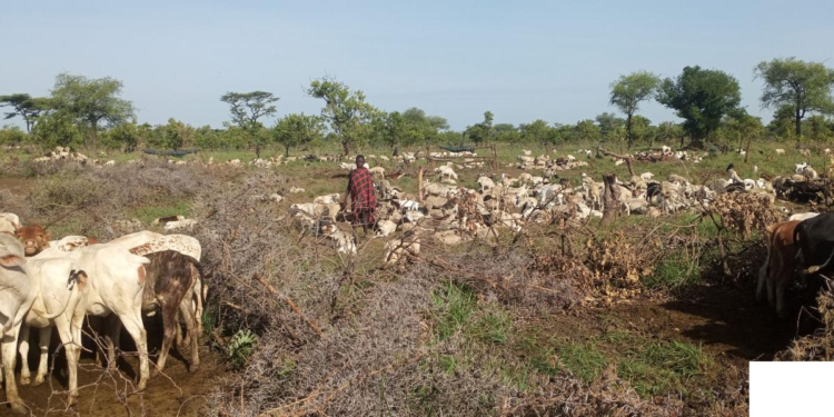 Karimojong grazing in Akerait village,Katakwi district