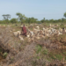 Karimojong grazing in Akerait village,Katakwi district