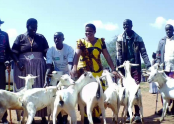 Some of the Stolen Goats