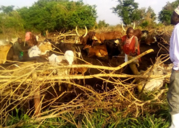 Herdsmen