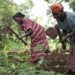 Women and land