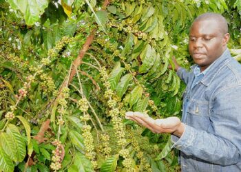 Journalist Dennis Mubiru in a Coffee garden