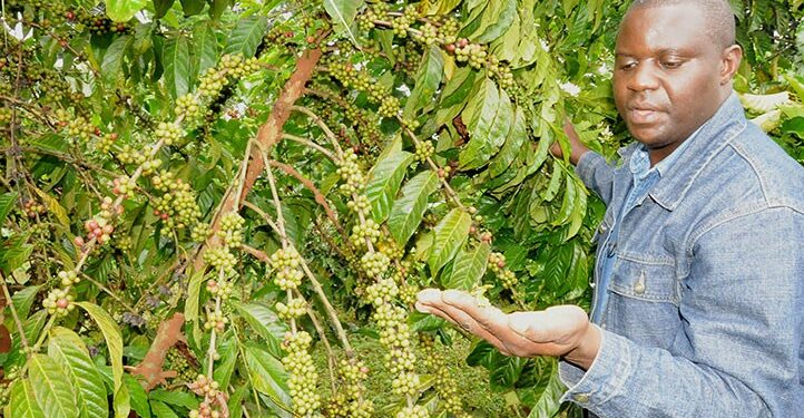 Journalist Dennis Mubiru in a Coffee garden