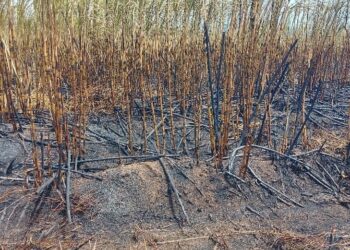 The Atyak sugarcane plantation which caught fire last week