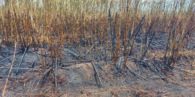 The Atyak sugarcane plantation which caught fire last week