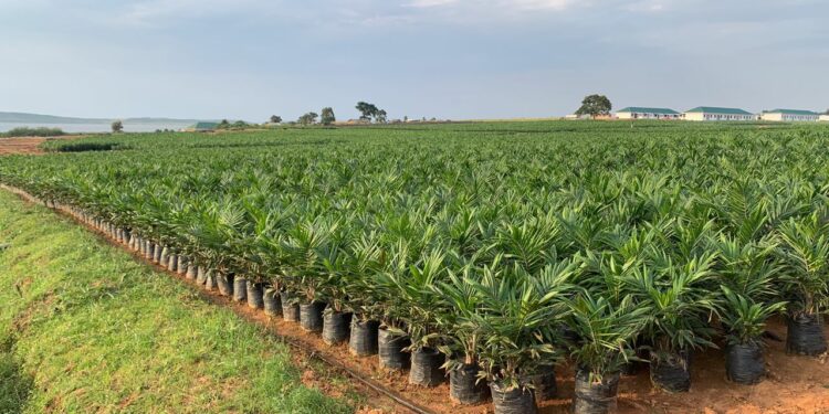 Oil palm growing