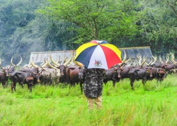 President Yoweri Museveni at his farm in Rwakitura