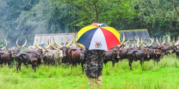 President Yoweri Museveni at his farm in Rwakitura