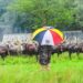 President Yoweri Museveni at his farm in Rwakitura