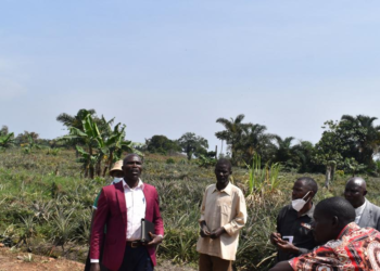 Part of Mujuzi Forest which was cleared for pineapple growing