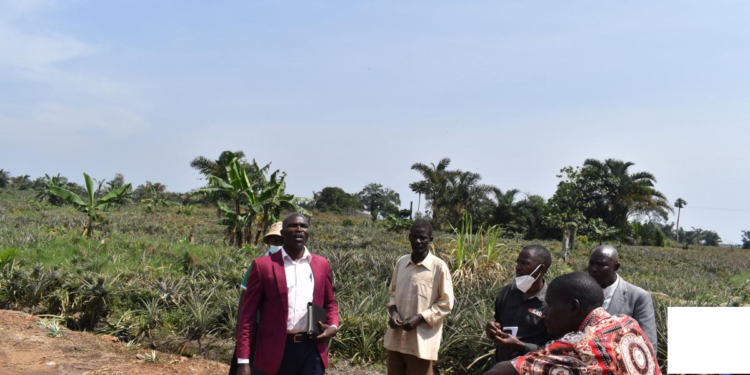 Part of Mujuzi Forest which was cleared for pineapple growing