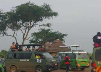 Tour vans at the UWA payment gate in Queen Elizabeth National Park