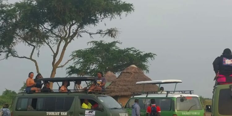 Tour vans at the UWA payment gate in Queen Elizabeth National Park